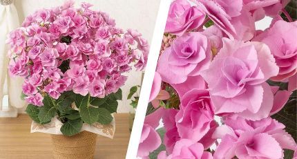 鉢植え「アジサイ　フェアリーアイ」