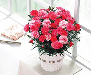 カーネーション鉢植え「さくらもなか」５号